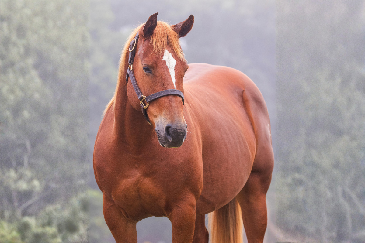Cavalo disponível para venda no Centro Hípico Boa Vista